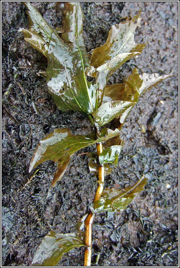 Perfoliate Pondweed, Potamogeton perfoliatus