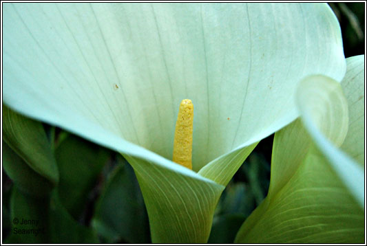 Easter Lily, Zantedeschia aethiopica