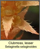 Clubmoss, lesser (Garbhgach bheag)