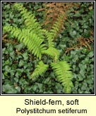 shield fern,soft
