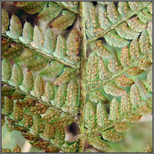 Soft Shield-fern, Polystitchum setiferum