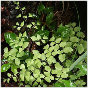 Maidenhair Fern, Adiantum capillis-veneris
