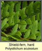 shield-fern, hard