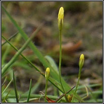 Yellow Centaury, Cicendia filiformis