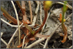 Yellow Centaury, Cicendia filiformis