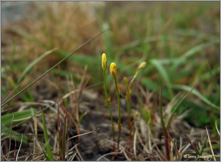 Yellow Centaury, Cicendia filiformis