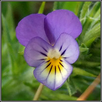 Wild Pansy, Viola tricolor