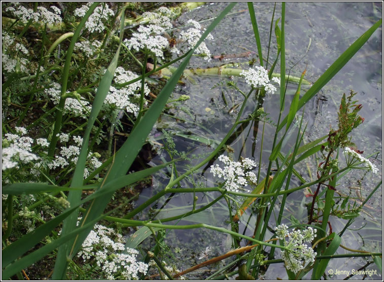 Fine-leaved Water-dropwort, Oenanthe aquatica