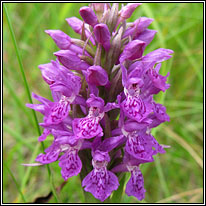 Northern Marsh-orchid, Dactylorhiza purpurella