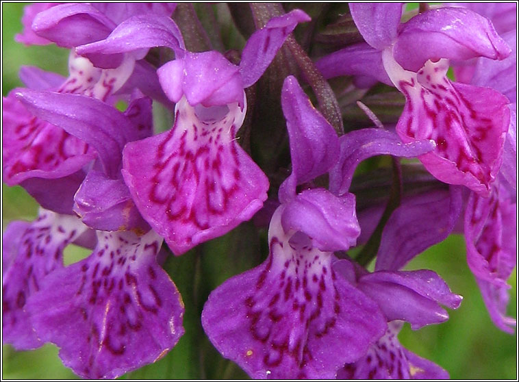 Northern Marsh-orchid, Dactylorhiza purpurella