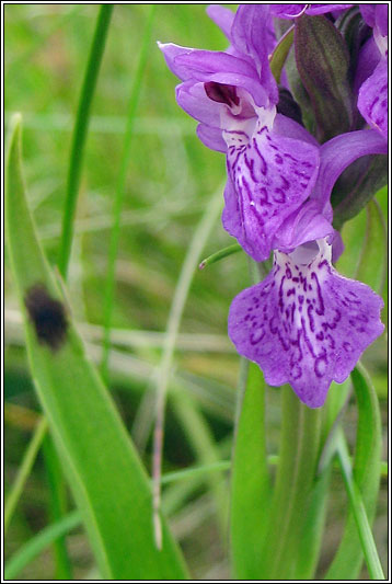 Northern Marsh-orchid, Dactylorhiza purpurella