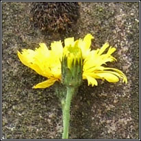 Hieracium cerinthiforme