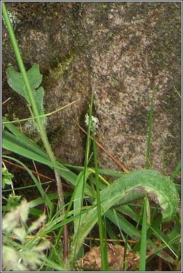 Hieracium cerinthiforme