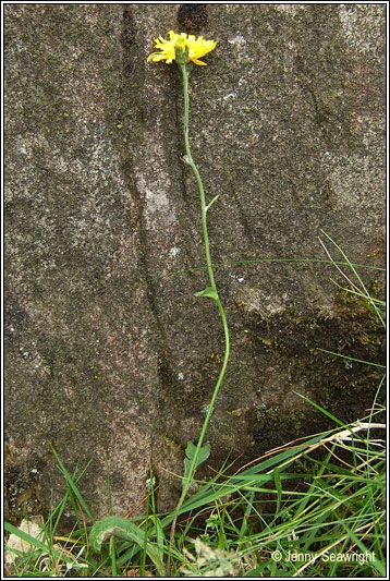 Hieracium cerinthiforme