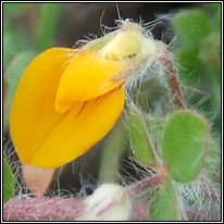 Hairy Bird's-foot-trefoil, Lotus subbiflorus