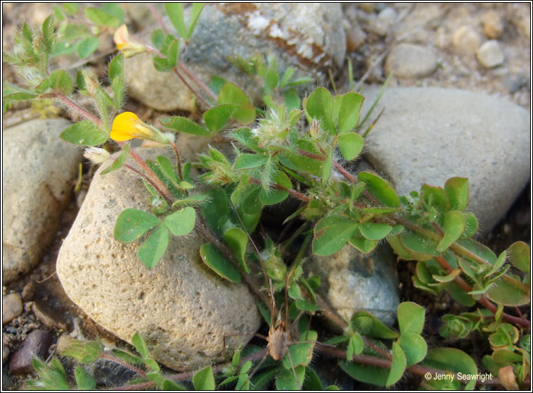 Hairy Bird's-foot-trefoil, Lotus subbiflorus