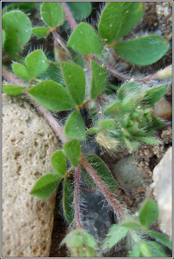 Hairy Bird's-foot-trefoil, Lotus subbiflorus