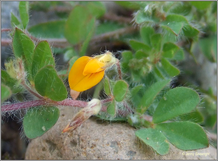 Hairy Bird's-foot-trefoil, Lotus subbiflorus