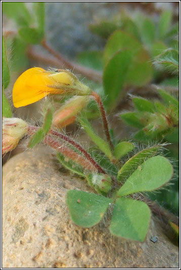 Hairy Bird's-foot-trefoil, Lotus subbiflorus