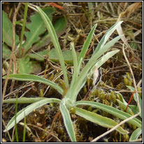 Heath / Wood Cudweed, Gnaphalium sylvaticum