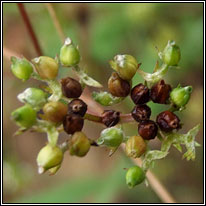Broad-fruited Cornsalad, Valerianella rimosa