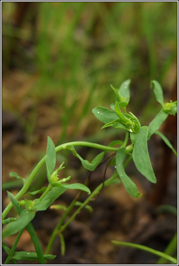 Dwarf Spurge, Euphorbia exigua