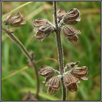 Wild Clary, Salvia verbenaca