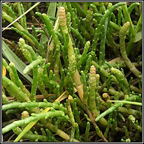 Perennial Glasswort, Sarcocornia perennis
