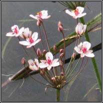Flowering-rush, Butomus umbellatus