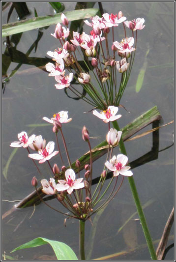 Flowering Rush, Butomus umbellatus