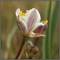 Kerry Lily, Simethis planifolia, Simethis mattiazzii