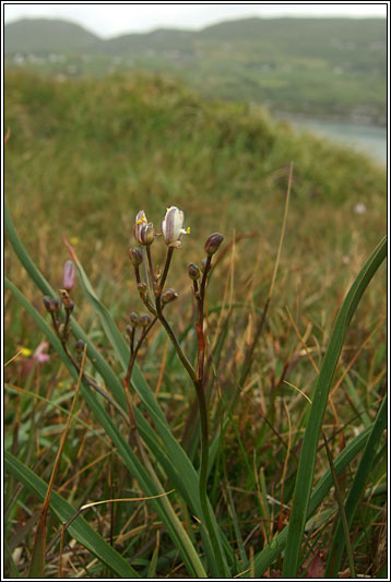 Kerry Lily, Simethis planifolia, Simethis mattiazzii