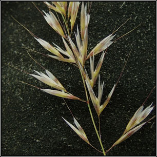 Downy Oat-grass, Helictotrichon pubescens