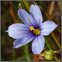 Blue-eyed-grass, Sisyrinchium angustifolium, Sisyrinchium bermudiana