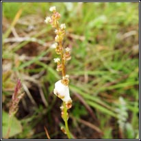 Marsh Arrowgrass, Triglochin palustris
