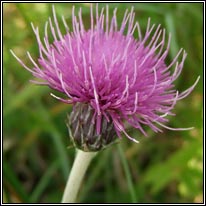 Meadow Thistle, Cirsium dissectum