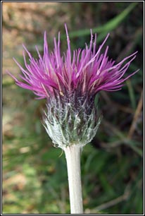 Meadow Thistle, Cirsium dissectum