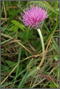 Meadow Thistle, Cirsium dissectum