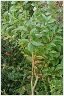 Garden Privet, Ligustrum ovalifolium