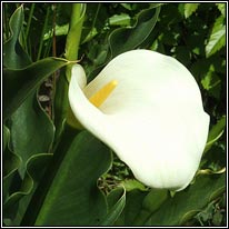 Easter Lily, Zantedeschia aethiopica