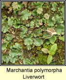 Marchantia polymorpha, Liverwort