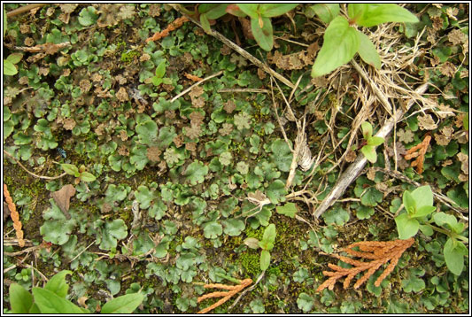 Liverwort, Marchantia polymorpha