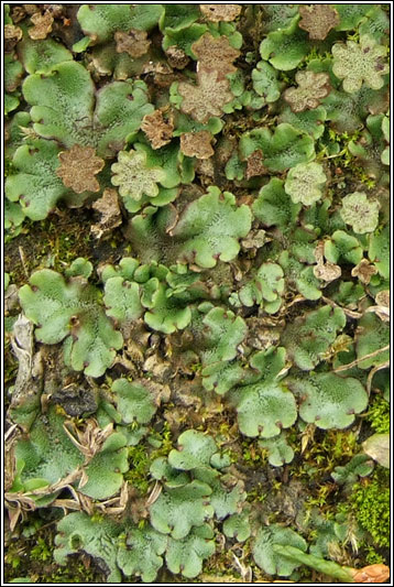 Liverwort, Marchantia polymorpha