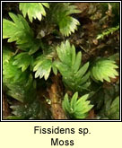 Fissidens sp, Moss