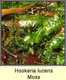 Hookeria lucens, Moss