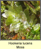 Hookeria lucens, Moss