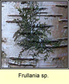 Frullania sp