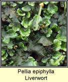 Pellia epiphylla, Common Liverwort