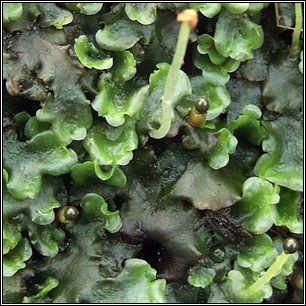 Common Liverwort, Pellia epiphylla