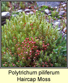 Polytrichum piliferum, Haircup Moss